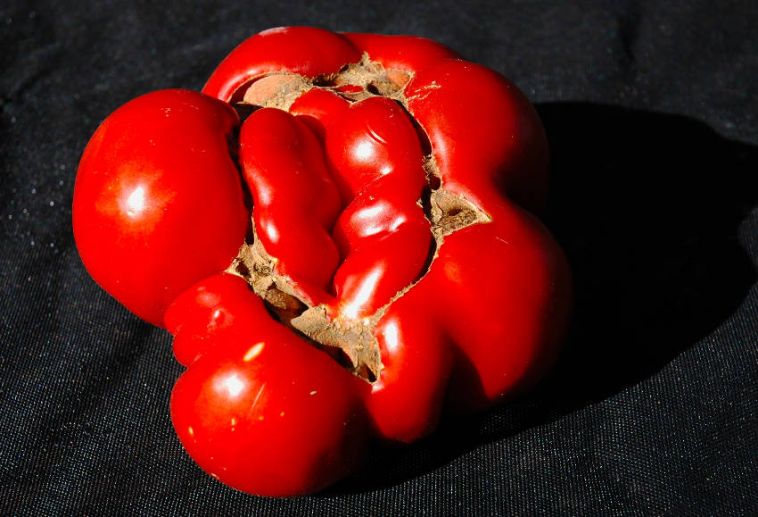 tomato catfacing